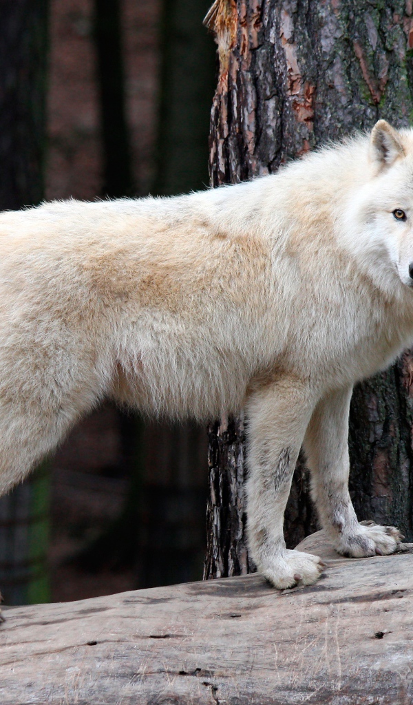 Белый волк стоит на сухом дереве