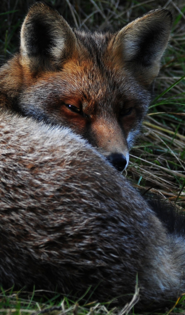 Большая лиса спит в траве