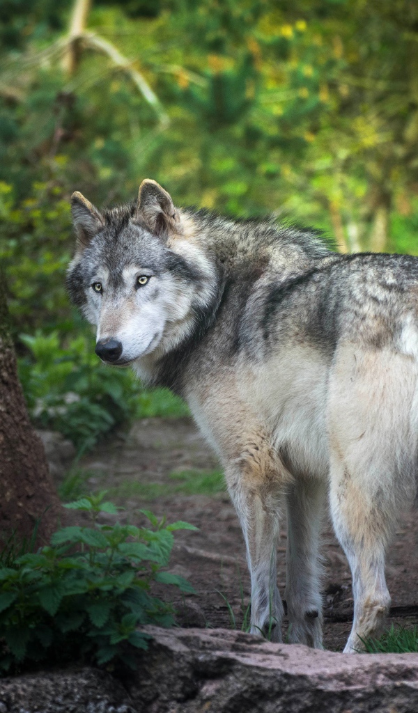 Большой серый волк стоит у дерева в лесу