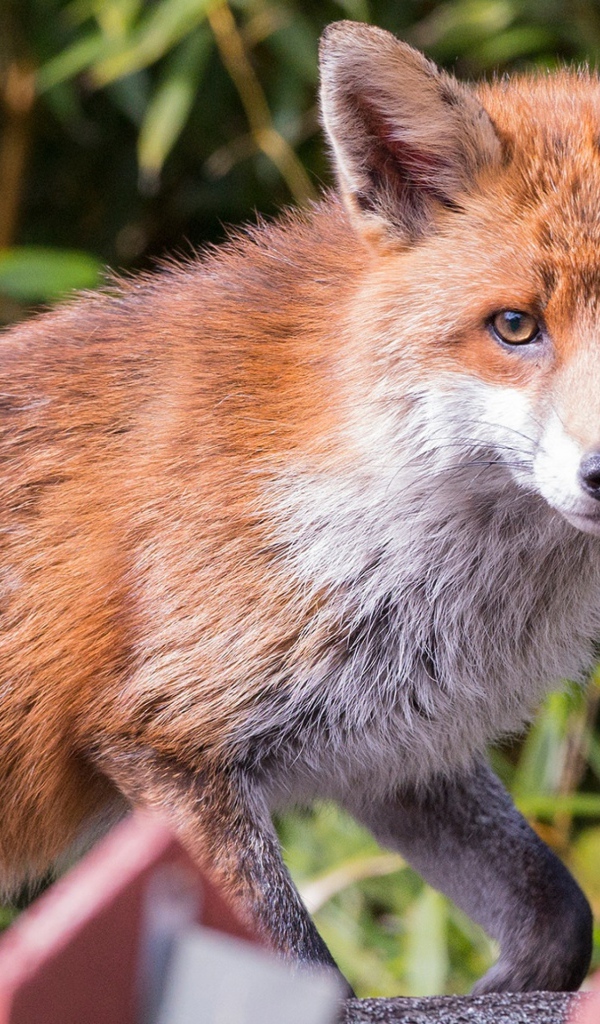 Хитрая хищная рыжая лиса крупным планом