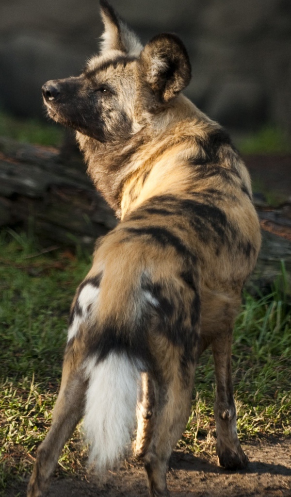 Гиена у сухого дерева 