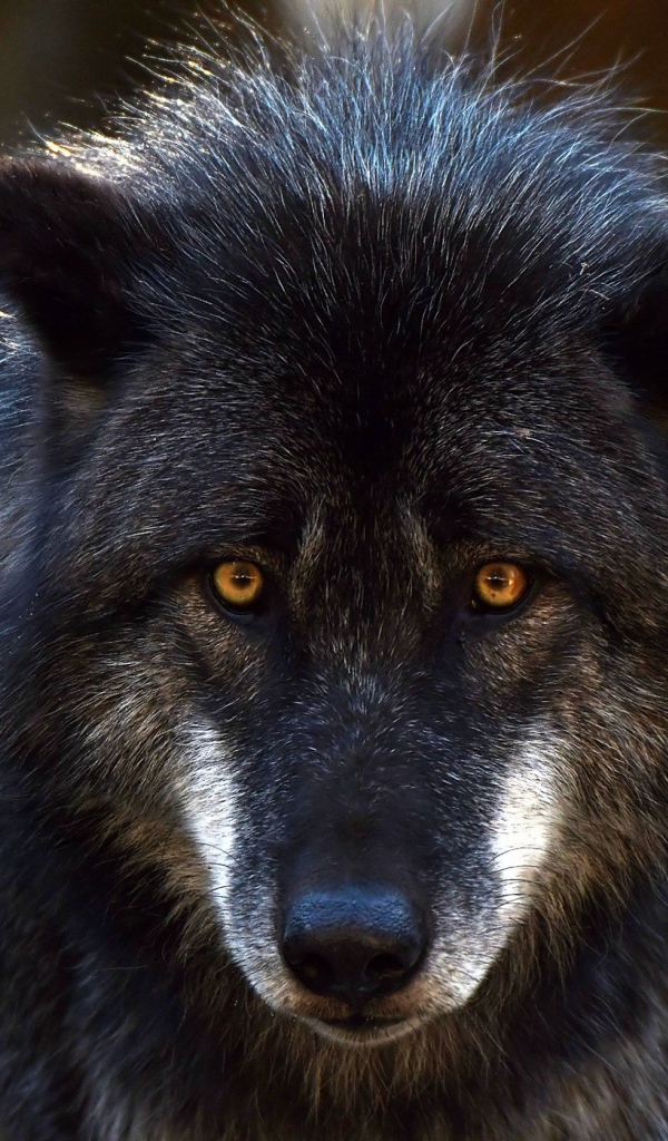 Большой черный волк с желтыми глазами 