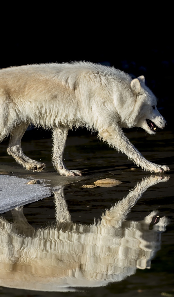 Большой белый волк отражается в воде