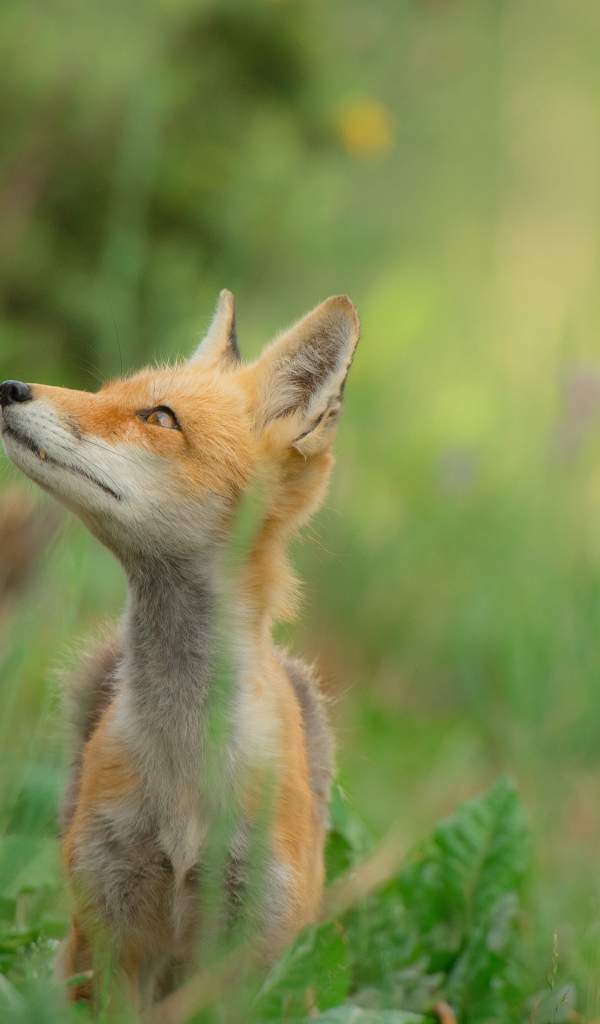 Маленький лисенок в зеленой траве