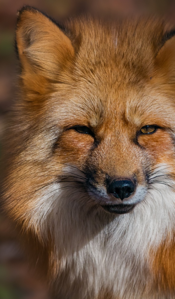 Морда хитрой рыжей лисицы крупным планом