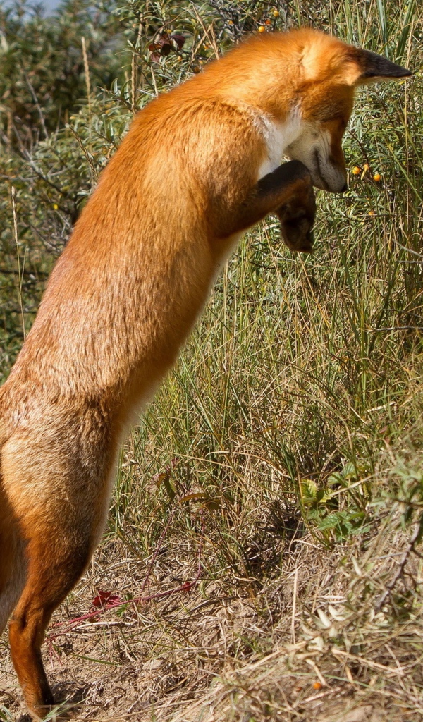 Рыжая лиса охотится в траве