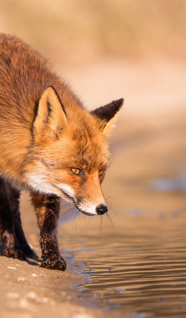 Рыжая лиса у воды