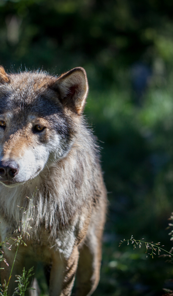 Грустный серый волк в траве