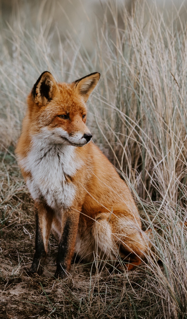 Грустная рыжая лиса сидит в траве