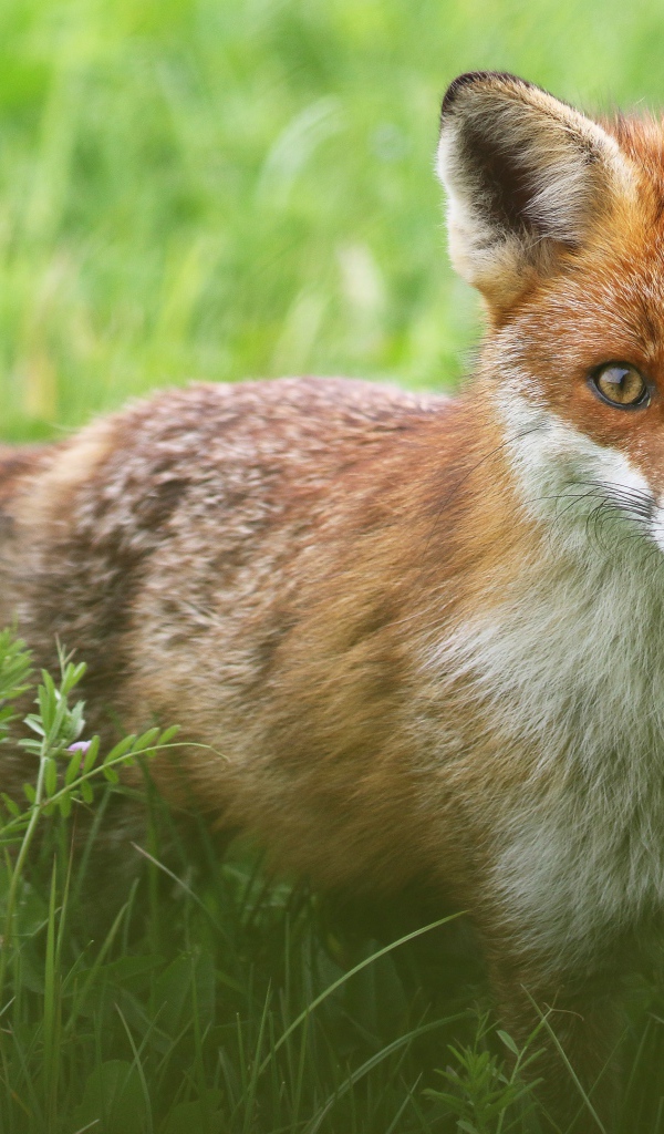 Хитрая лиса стоит в зеленой траве 