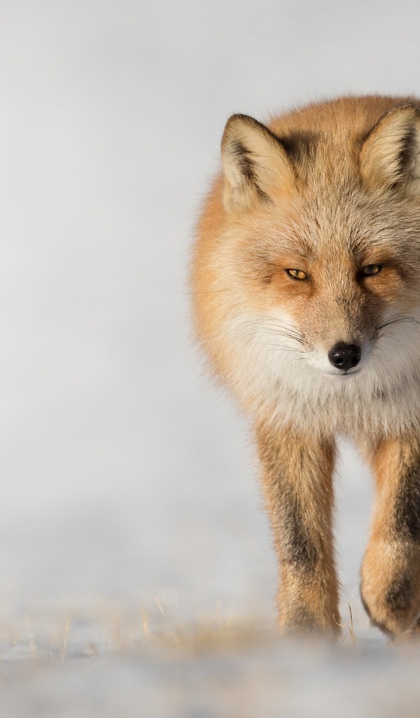 Хитрая рыжая лиса крупным планом