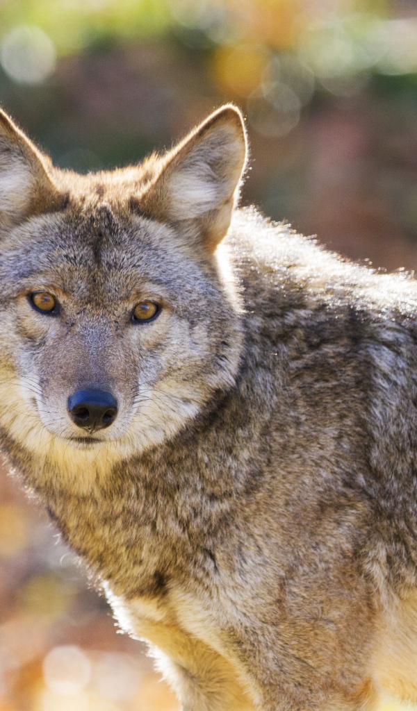 Взгляд большого серого волка 