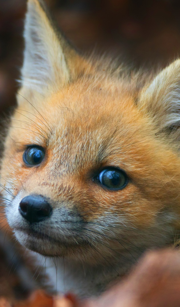 Взгляд маленького испуганного рыжего лисенка