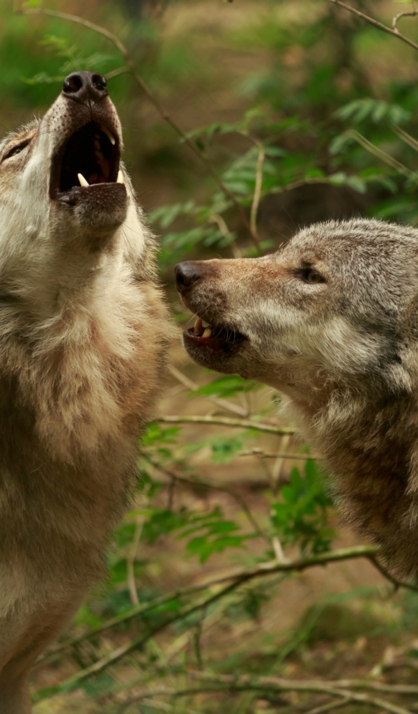 Два серых волка воют в лесу