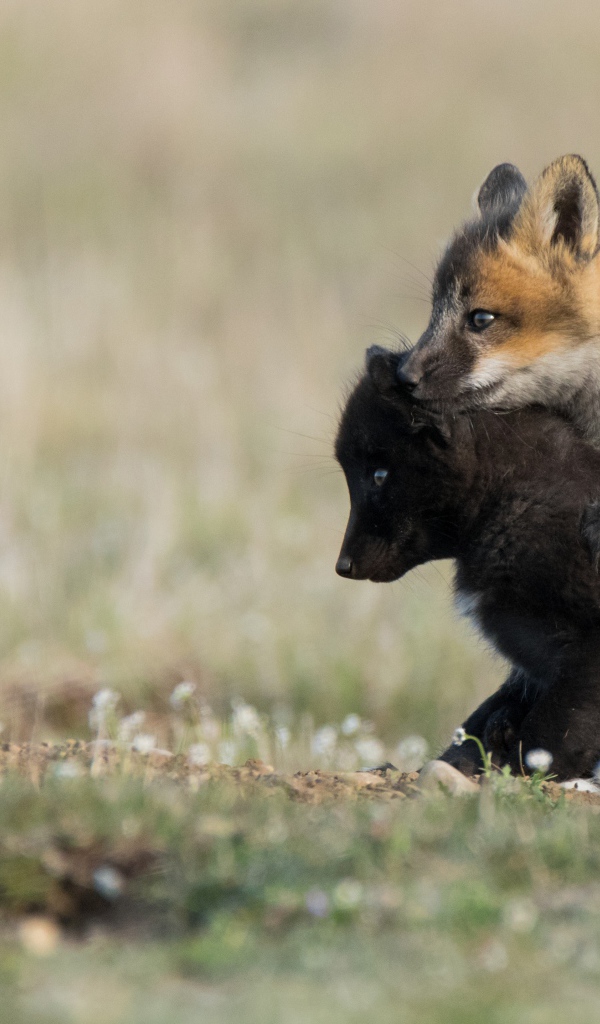 Два маленьких лисенка на траве