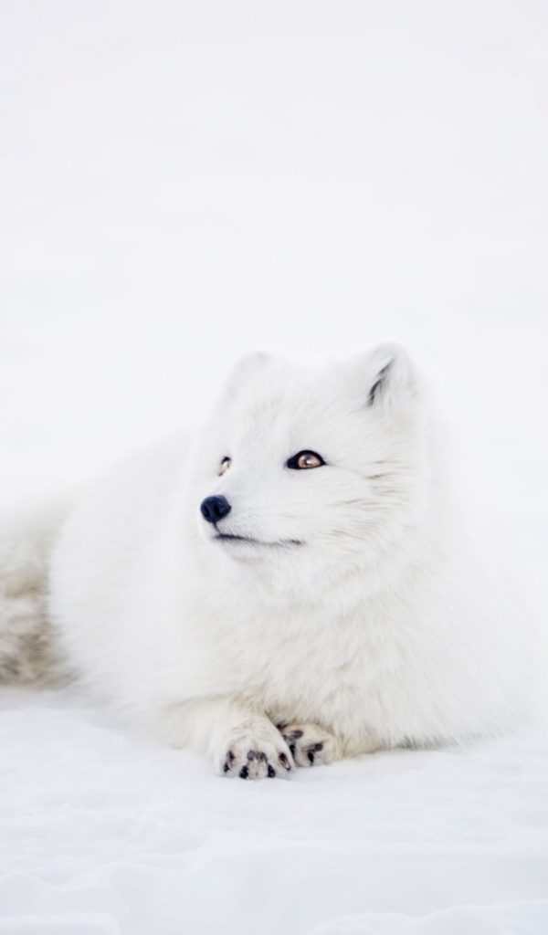 Белый песец лежит на снегу 