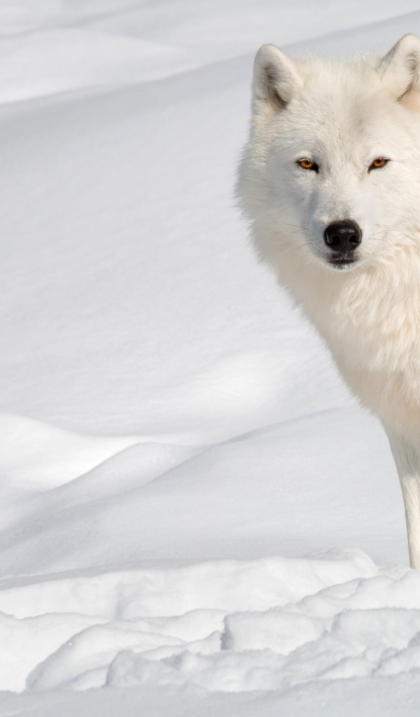 Белый волк стоит на холодном снегу 