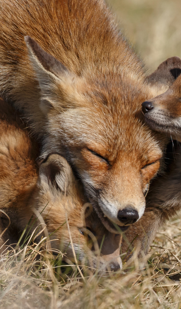 Дикая лиса с маленькими лисятами