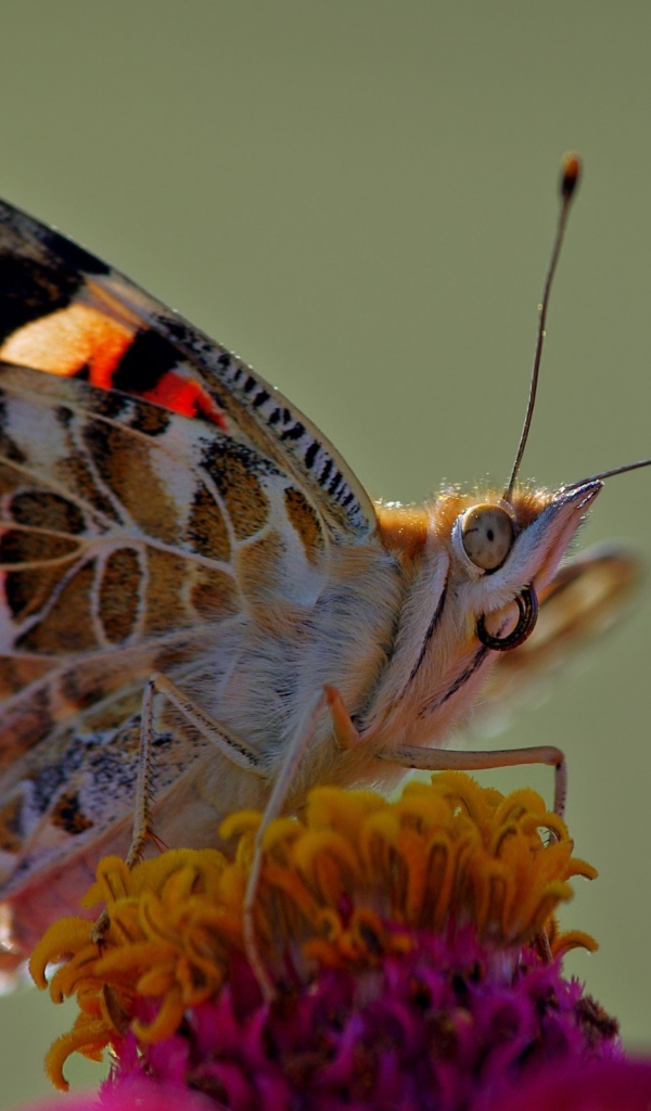 Бабочка сидит на розовом цветке, макросъемка
