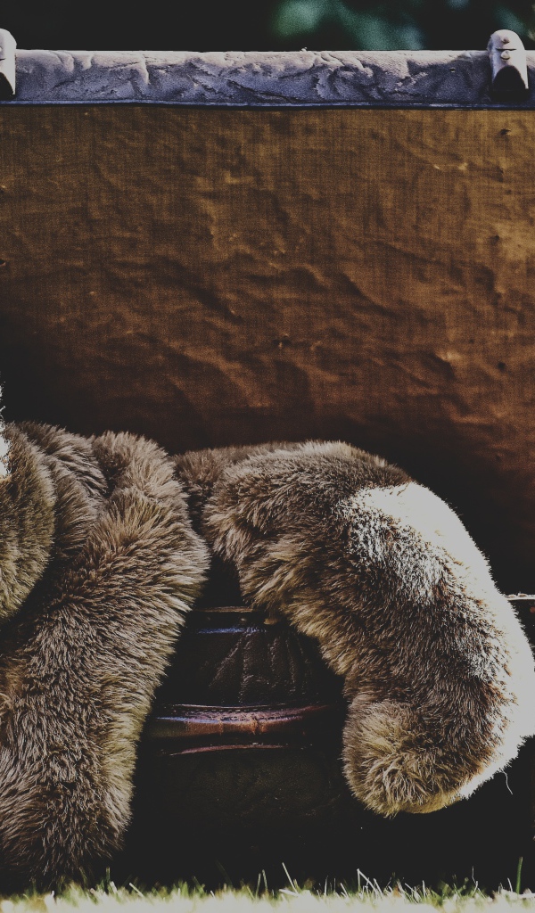 Большой плюшевый медведь в старом чемодане