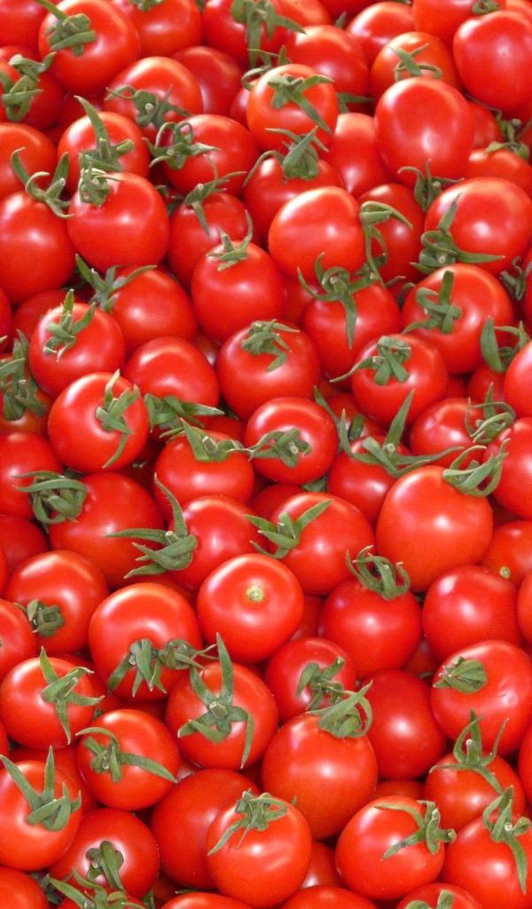 Много спелых красных помидор