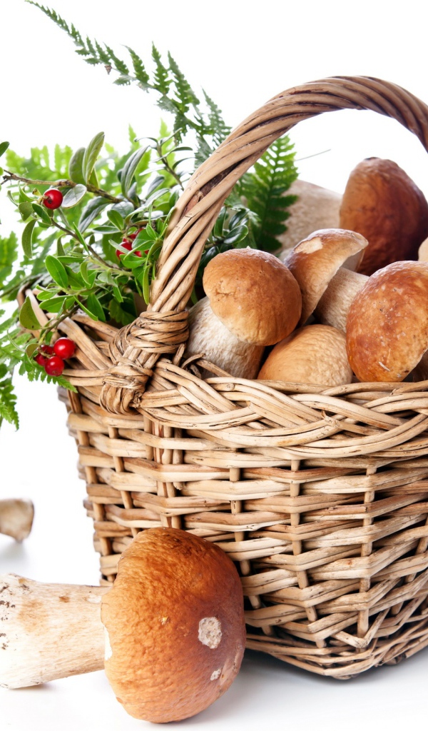 Большая корзина грибов с ягодами на белом фоне