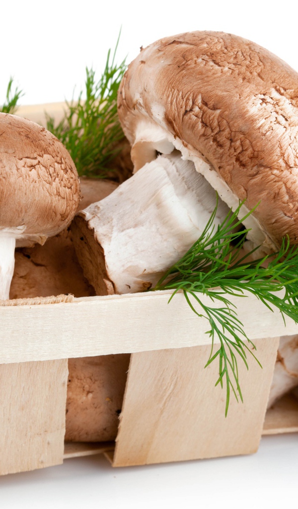 Грибы шампиньоны в деревянной корзине с укропом на белом фоне