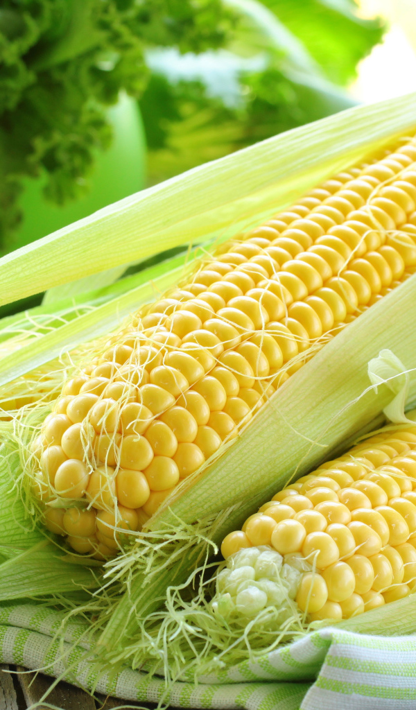 Свежие кочаны кукурузы на столе 