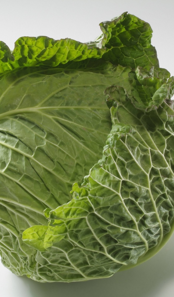 Green head of cabbage on a gray background