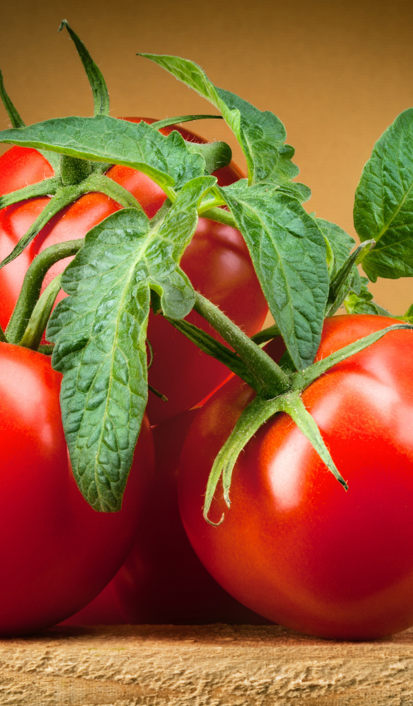 Крупные спелые красные томаты с зелеными листьями 