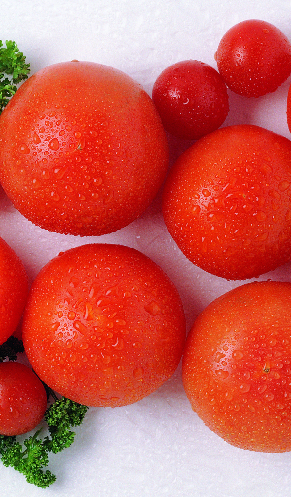 Спелые красные помидоры с зеленью петрушки в каплях воды