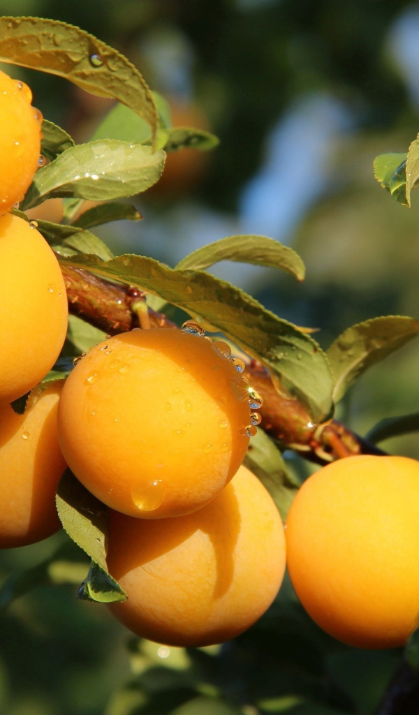 Много желтых слив на ветке дерева