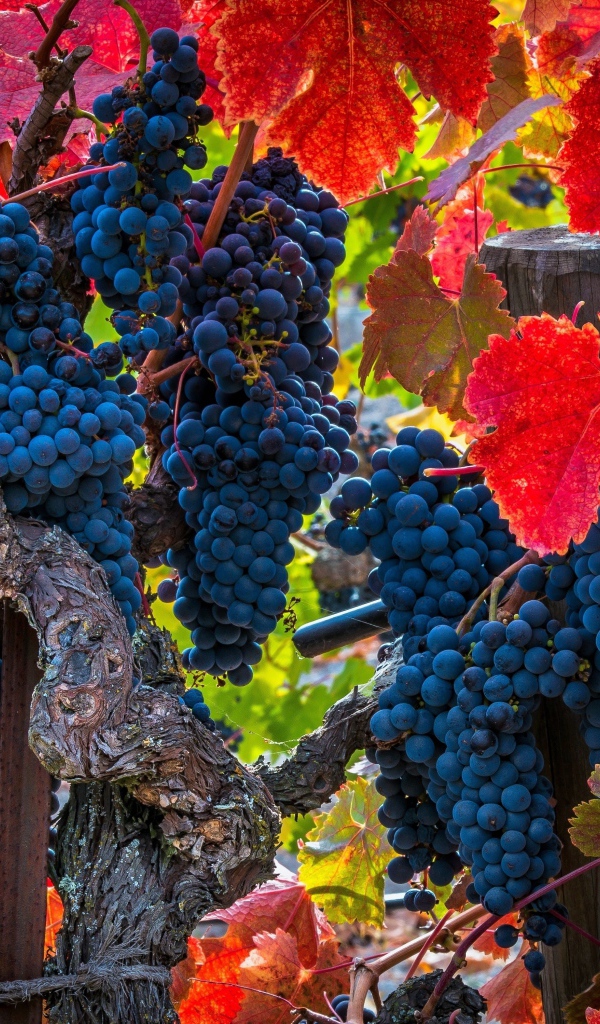 Красивые грозди синего винограда среди красных листьев