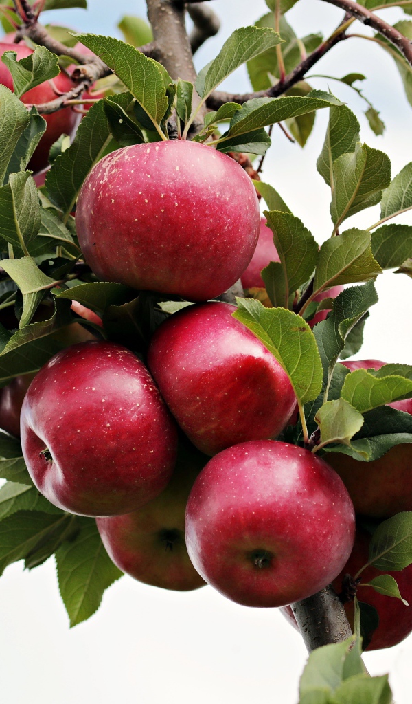 Красивые красные яблоки на ветке