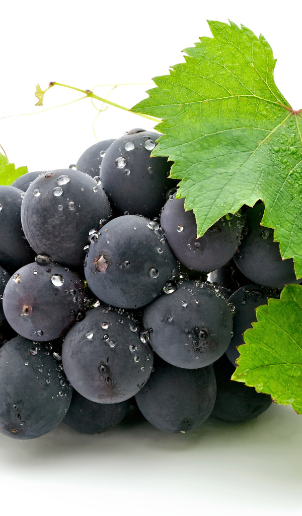 Синий виноград с зелеными листьями на белом фоне
