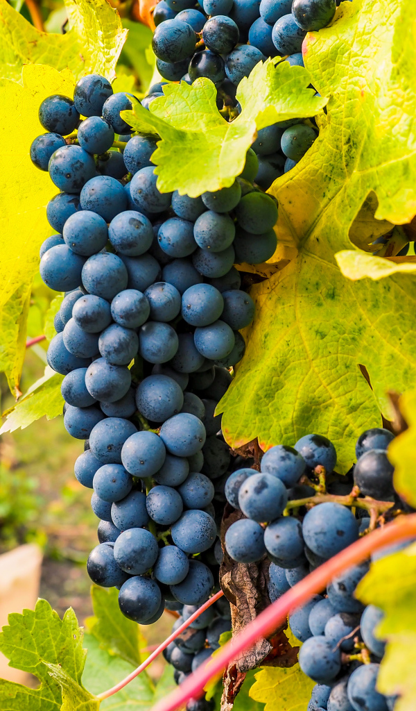 Гроздья синего винограда крупным планом