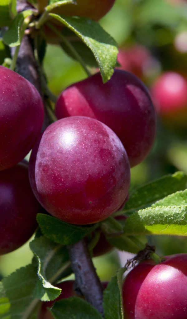 Розовые сливы на ветке крупным планом