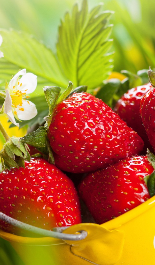 Красная клубника с белыми цветами 