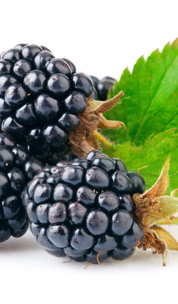 Спелые сочные ягоды ежевики на белом фоне