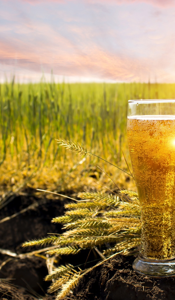 Стакан пива стоит на земле в лучах солнца с зелеными колосками
