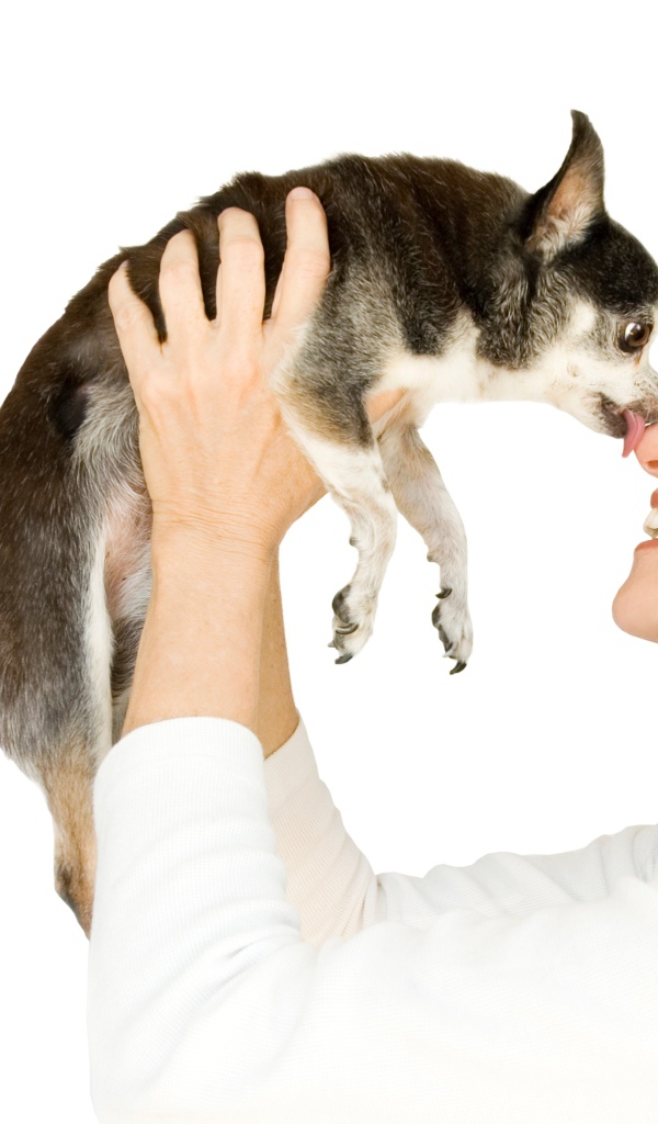 Девушка держит в руках собаку породы чихуахуа