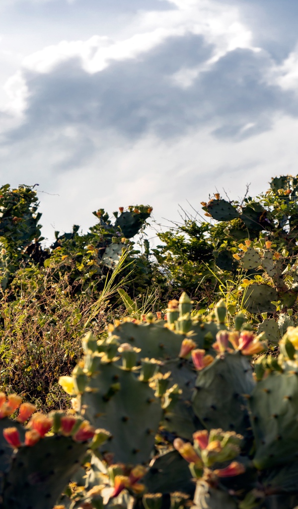 Красивая девушка в белом свадебном платье на поле с кактусами
