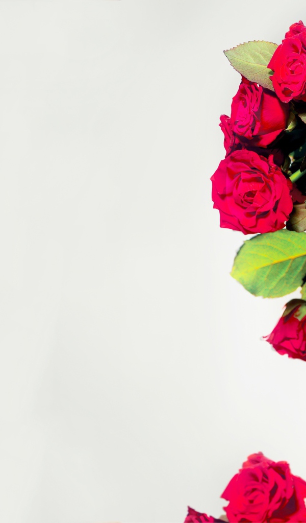 Красивая молодая девушка с венком из красных роз на голове