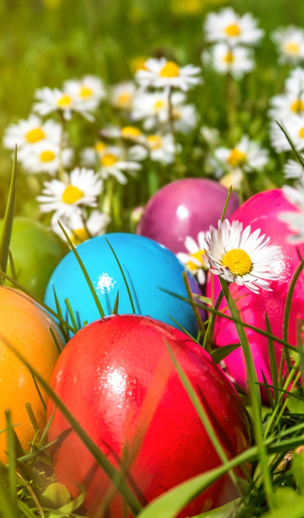 Красивые крашеные пасхальные яйца в зеленой траве с белыми ромашками