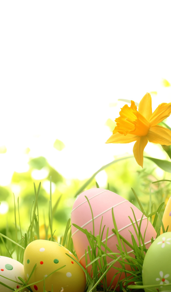 Весенние нарциссы и крашеные яйца фон для открытки на Пасху