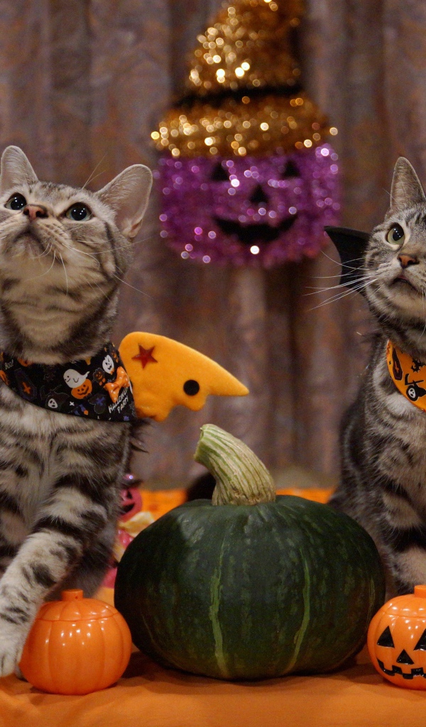 Два серых кота в костюмах на праздник Хэллоуин 