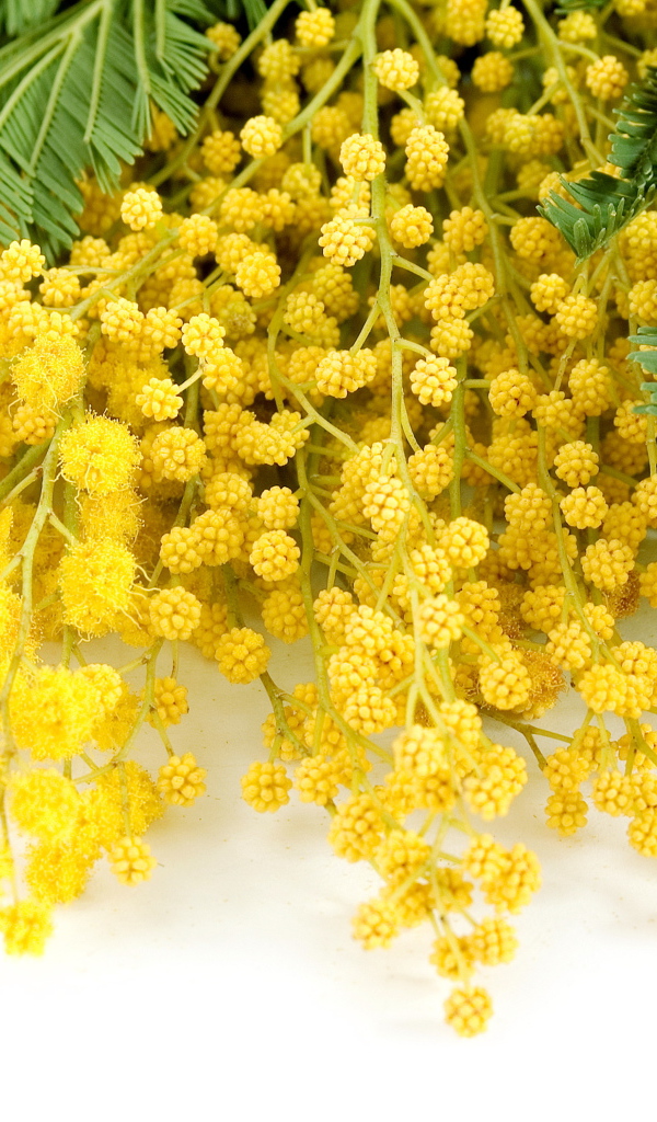 Букет красивой желтой мимозы на белом фоне в 8 марта