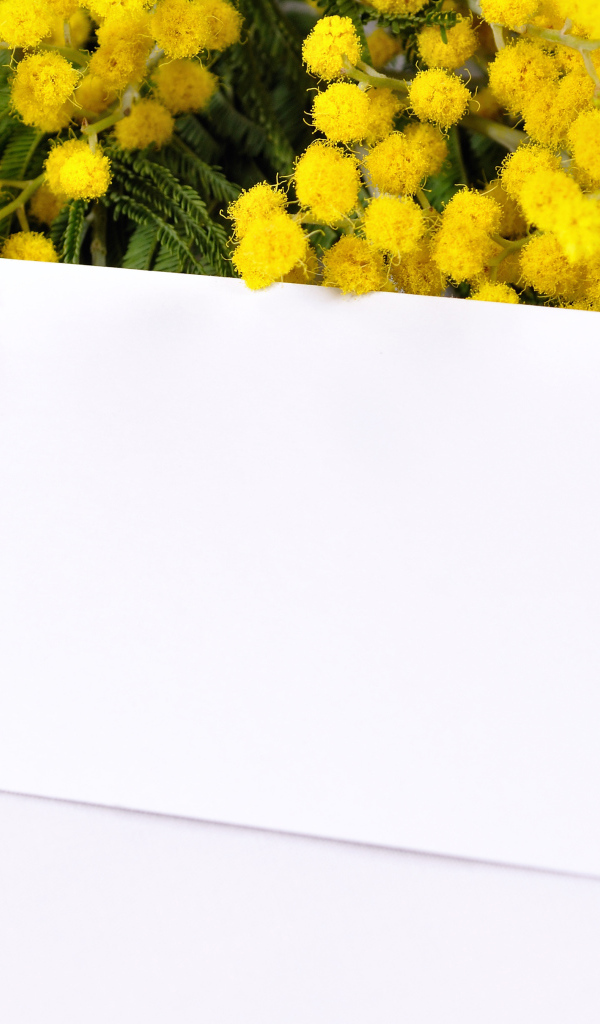 Шаблон для поздравительной открытки с ветками мимозы на Международный женский день 8 марта