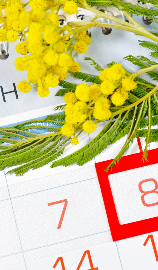 Ветка желтой мимозы и календарь на Международный женский день