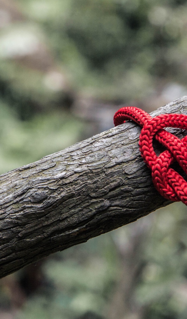 Креативное сердце из красной веревки на дереве